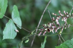 Rhynchosia bracteata